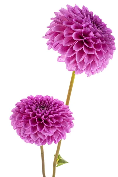 Violet Dahlia fleurs isolées sur un fond blanc — Photo