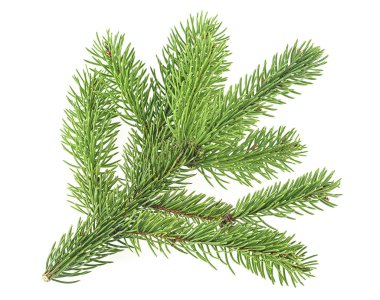 Beyaz bir arka plan üzerinde izole köknar dalı closeup