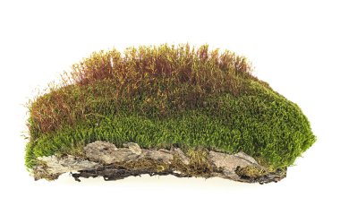 Yeşil yosun beyaz arka planda izole edilmiş. Orman yosunu.