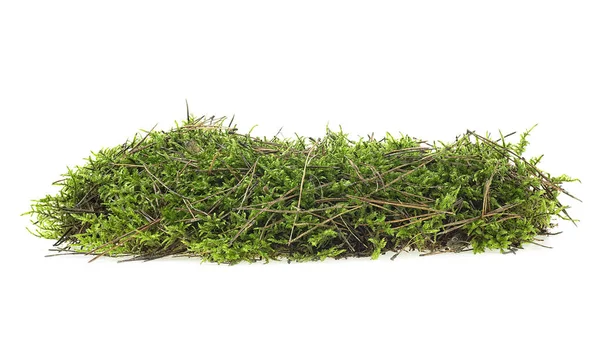 Yeşil orman yosunu beyaz arka planda izole edilmiş, yakın plan..