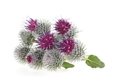 Beyaz bir arka planda soyutlanmış dulavrat çiçeği. İlaç fabrikası..