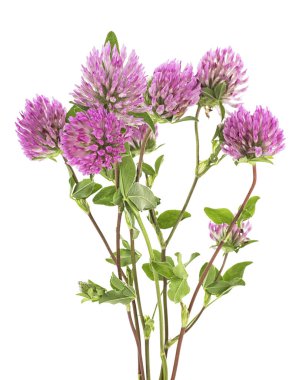 Flover çiçekleri beyaz arkaplanda izole