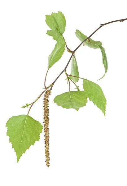 Κλαδιά σημύδας με νεαρά φύλλα και σκουλαρίκια σε λευκό φόντο — Φωτογραφία Αρχείου