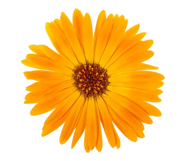 Květina kalendáře izolované na bílém pozadí. Marigold. — Stock fotografie