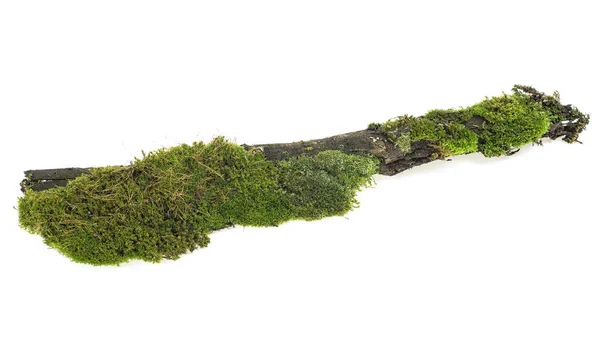 Green moss on tree branch isolated on a white background — Stock Photo, Image