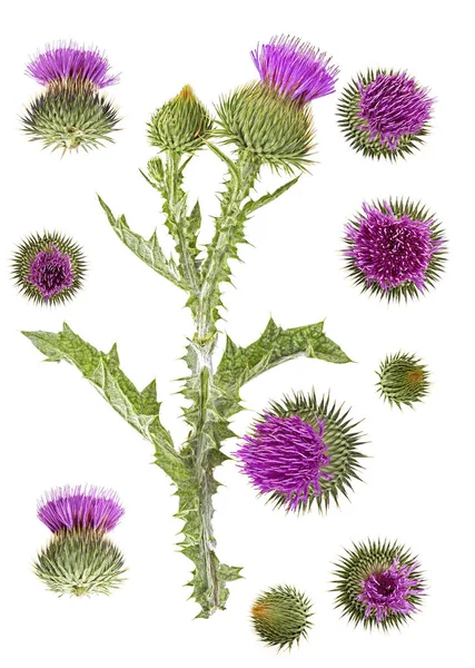 Thistle flowers and buds isolated on a white background, top vie — Stock Photo, Image