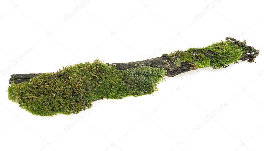 Green moss on tree branch isolated on a white background