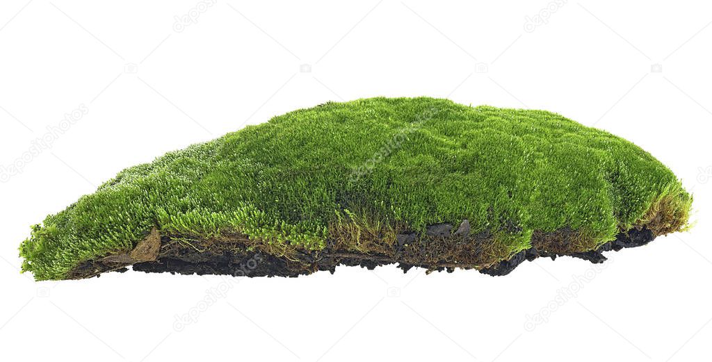 Green forest moss on soil isolated on a white background. Image 