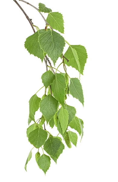 Junger Zweig der Birke mit Knospen und grünen Blättern isoliert auf — Stockfoto