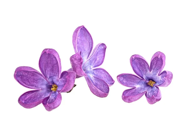 Tres flores violetas de lila aisladas sobre un fondo blanco — Foto de Stock