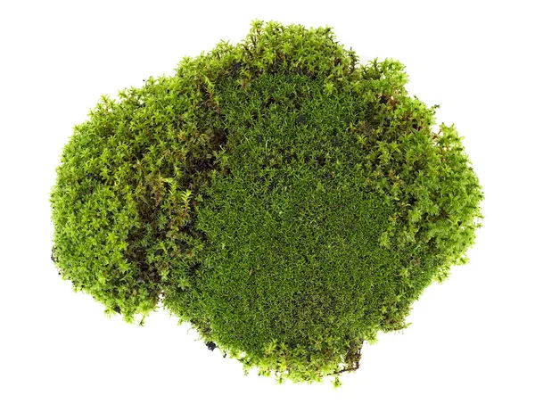 Зеленый мох изолирован на белом фоне, вид сверху . — стоковое фото