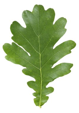 Beyaz arkaplanda izole edilmiş meşe yaprağının dikey görüntüsü.