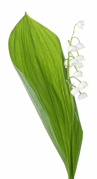 Lily of the valley flower with leaf isolated on a white backgrou — 스톡 사진