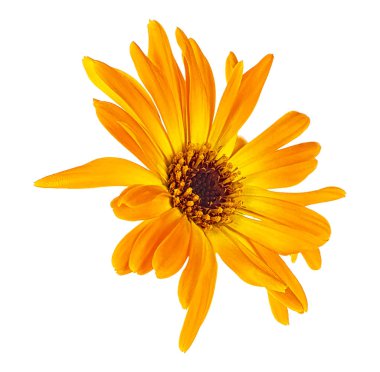 Beyaz bir arka plan üzerinde izole Kadife çiçeği kafası. Calendula f