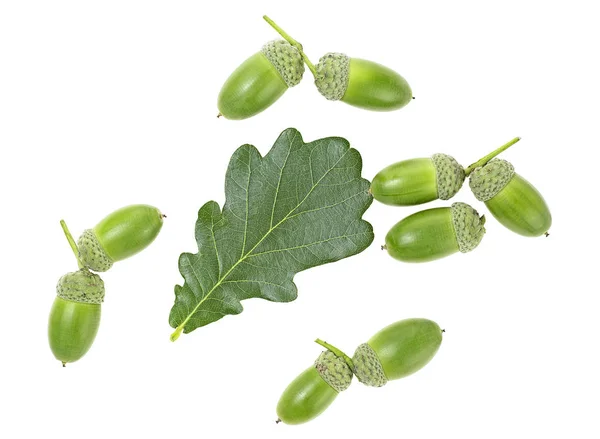 Mladý zelený dub list a žaludy izolované na bílém pozadí, — Stock fotografie
