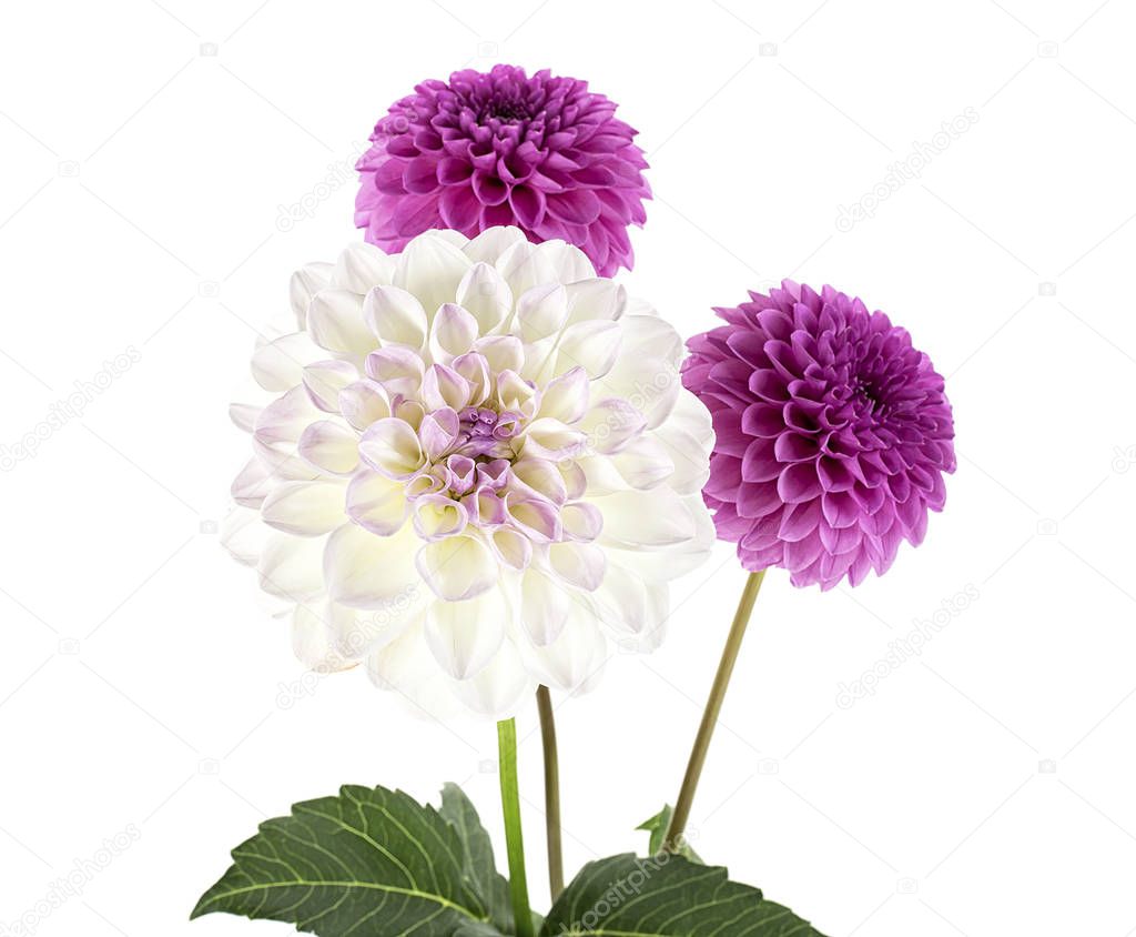 Colorful dahlia flowers with leaves isolated on a white backgrou