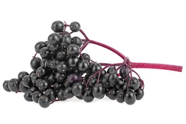 Fresh juicy elderberry isolated on a white background. Branch of