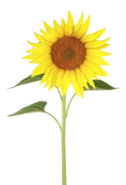 Květ slunečnice izolovaných na bílém pozadí — Stock fotografie