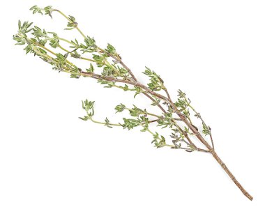 Fresh thyme branch isolated on a white background. Fresh thyme s