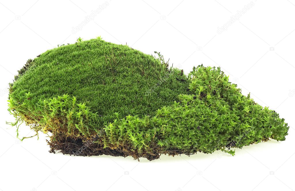 Green moss isolated on a white background