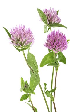 Herbal medicine: Clover flowers isolated on a white background.