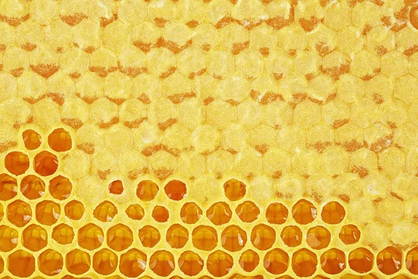 Apiculture - Arka planda bal olan arı petekleri — Stok fotoğraf