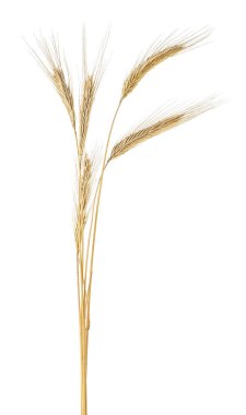 Spikelet çavdar göl kenarında beyaz bir arka plan üzerinde