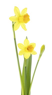 Beyaz bir arka planda izole edilmiş bir çift narsist çiçek. Bahar çiçekleri.