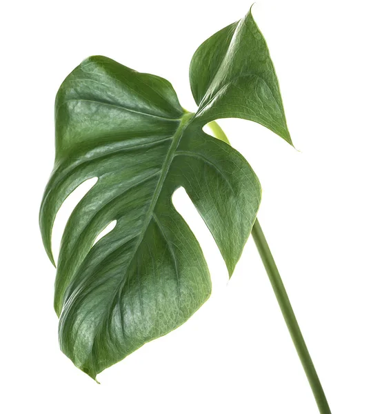 Hoja Tropical Monstera Verde Sobre Tallo Aislado Sobre Fondo Blanco — Foto de Stock