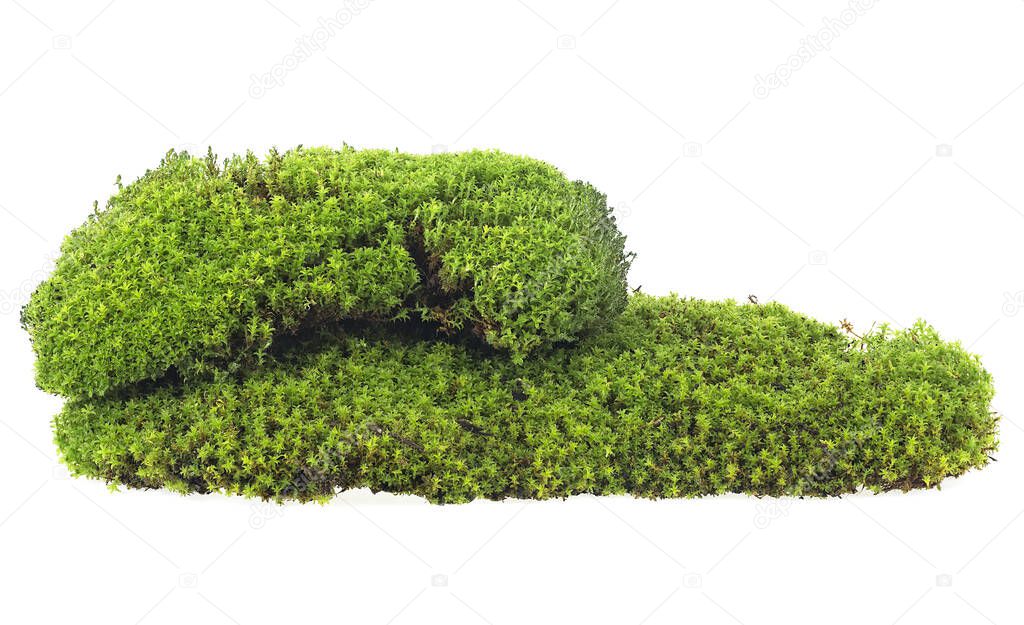 Green mossy hill isolated on a white background