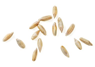 Beyaz arka planda izole edilmiş çavdar taneleri, üst manzara. Makro.