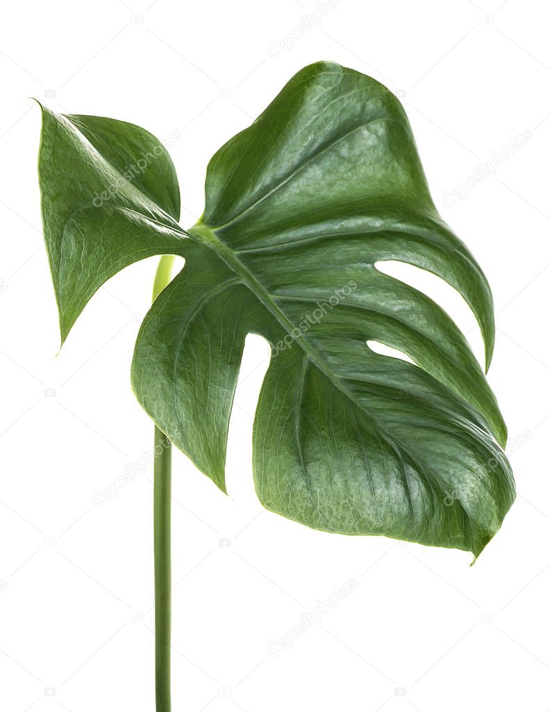Green monstera tropical leaf on stem isolated on a white backgroun
