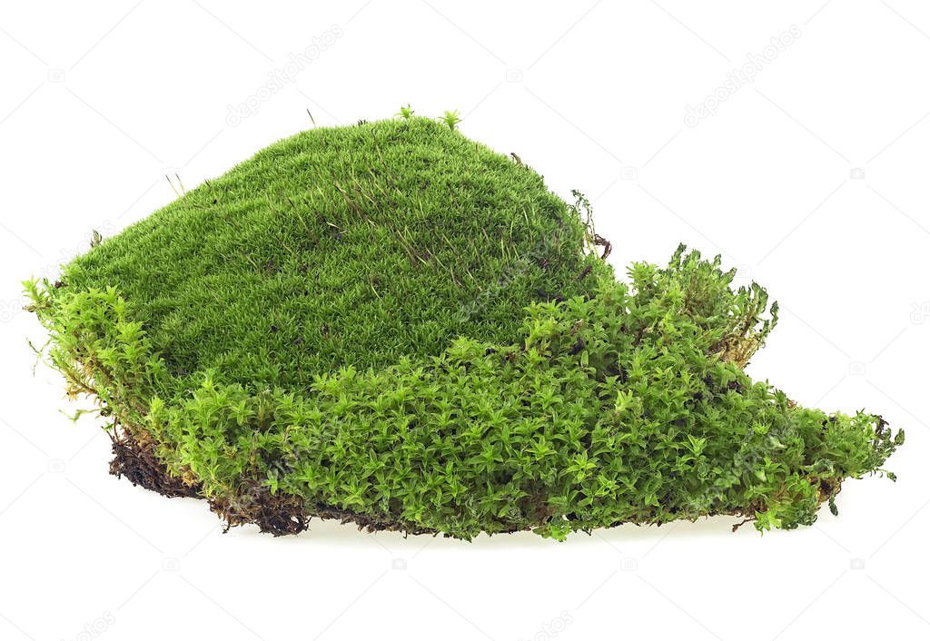 Green moss isolated on a white background, close up