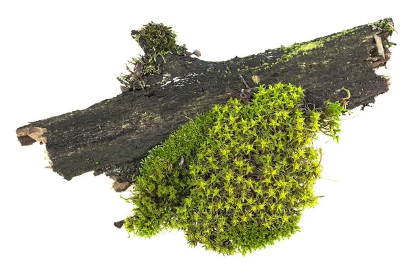 Зеленый Мох Гнилой Ветке Дерева Изолированной Белой Спинке — стоковое фото