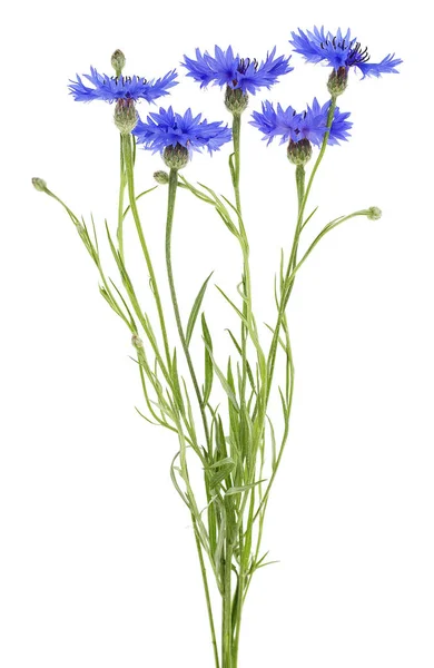 Flores Azules Acianos Aisladas Sobre Fondo Blanco Flores Verano Sobre — Foto de Stock