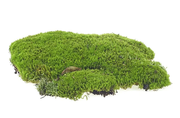 Green Moss Isolated White Background Closeup Macro — Stock Photo, Image