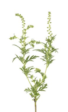 Ragweed bitkisi beyaz arka planda izole edilmiş. Ambrosia artemisiifolia.