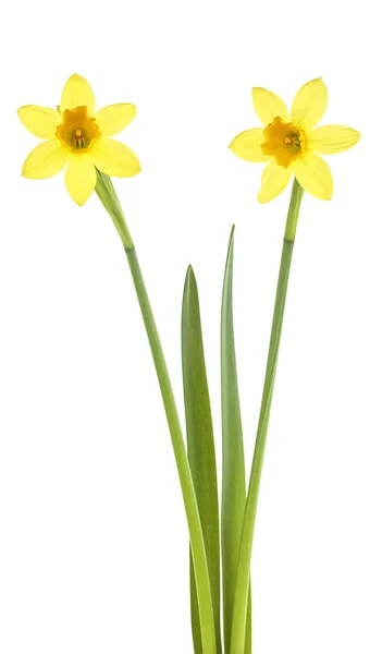 Bahar Çiçekleri Beyaz Arka Planda Izole Edilmiş Bir Çift Narsist — Stok fotoğraf