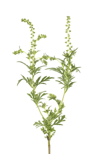 Ragweed Növény Elszigetelt Fehér Háttérrel Ambrosia Artemisiifolia — Stock Fotó