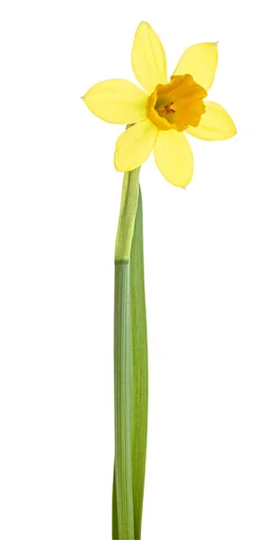 Vackra Narcissus Blomma Isolerad Över Vit Bakgrund — Stockfoto