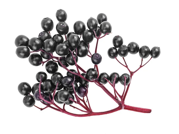 Europäische Schwarze Holunderfrucht Frische Beeren Mit Zweigen Auf Weißem Hintergrund — Stockfoto