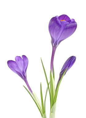 Beyaz arka planda güzel bahar kardelenleri buketi. Crocus çiçekleri.