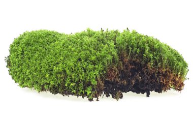 Beyaz arkaplanda yeşil yosun izole edilmiş