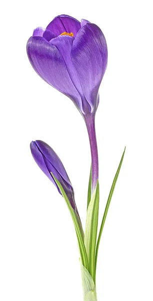 Krokus Blommor Isolerad Vit Bakgrund — Stockfoto