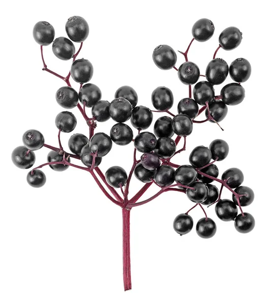 Fruits Sureau Noir Europe Baies Fraîches Avec Branche Sur Fond — Photo