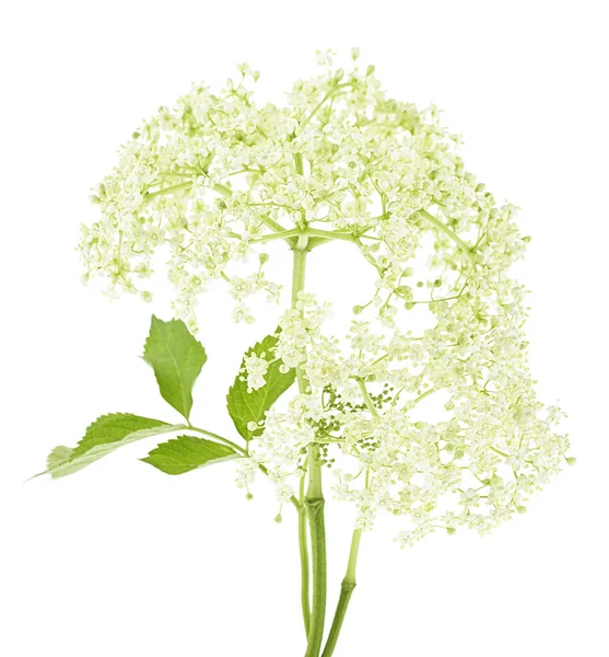 Mürver Çiçekleri Beyaz Arka Planda Çiçek Açar Yapraklı Çiçekler — Stok fotoğraf