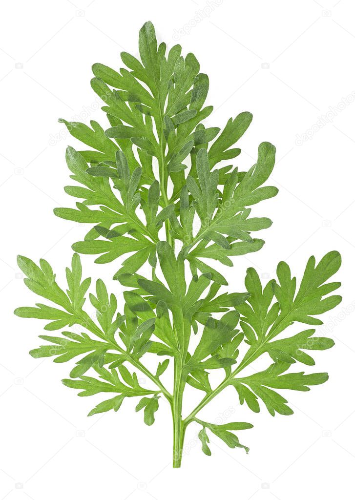 Sprig of medicinal wormwood on a white background. Sagebrush sprig. Artemisia, mugwort.