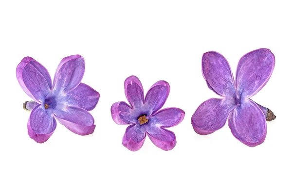 Schöne Lila Blüten Isoliert Auf Weißem Hintergrund Makro — Stockfoto