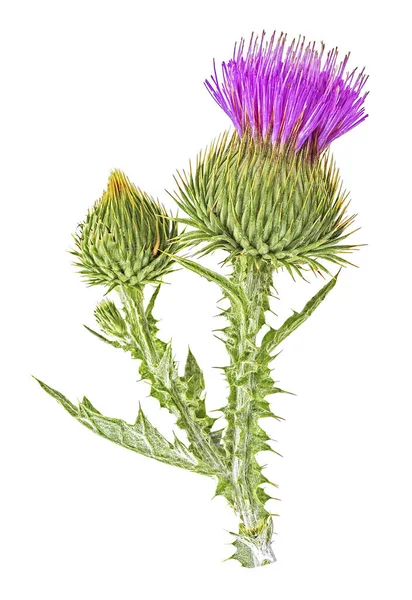 Thistle Λουλούδια Απομονώνονται Λευκό Φόντο Πάνω Όψη — Φωτογραφία Αρχείου