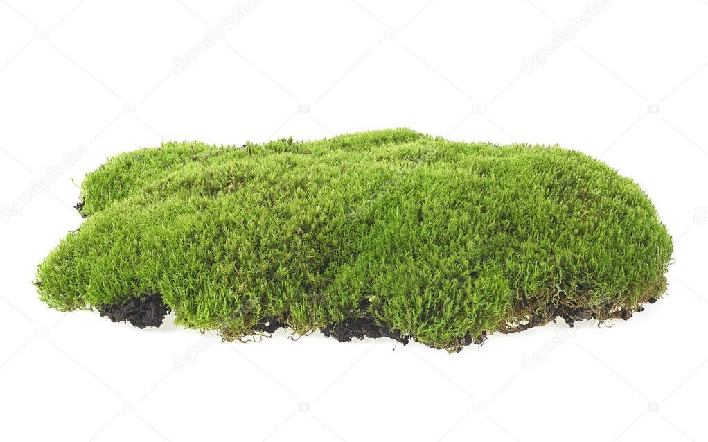 Green forest moss isolated on a white backgroun